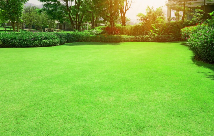 Lawn Weed-Free