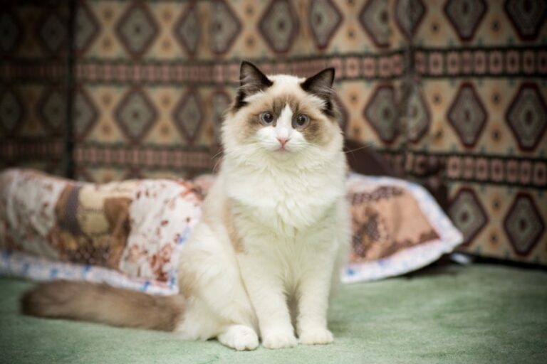 Health Issues Common in Ragdoll Cats How to Keep Your Pet Healthy